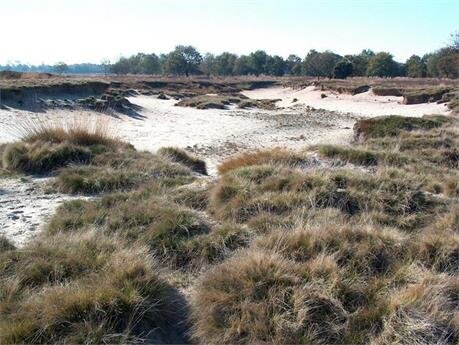 Dwingelderveld